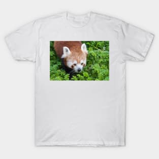 Red Panda close up of face T-Shirt